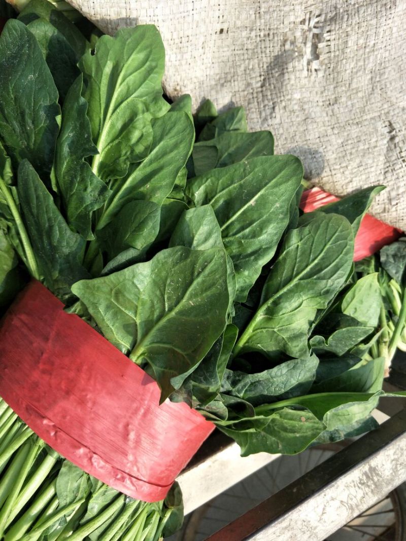 山东金乡大叶菠菜大量上市散装袋装的都可以代发各地市场