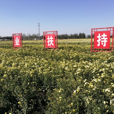 杭白菊散装