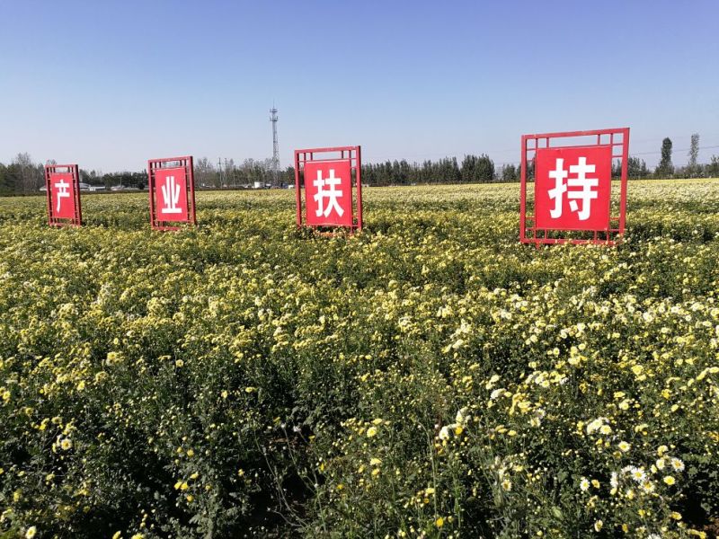 杭白菊散装