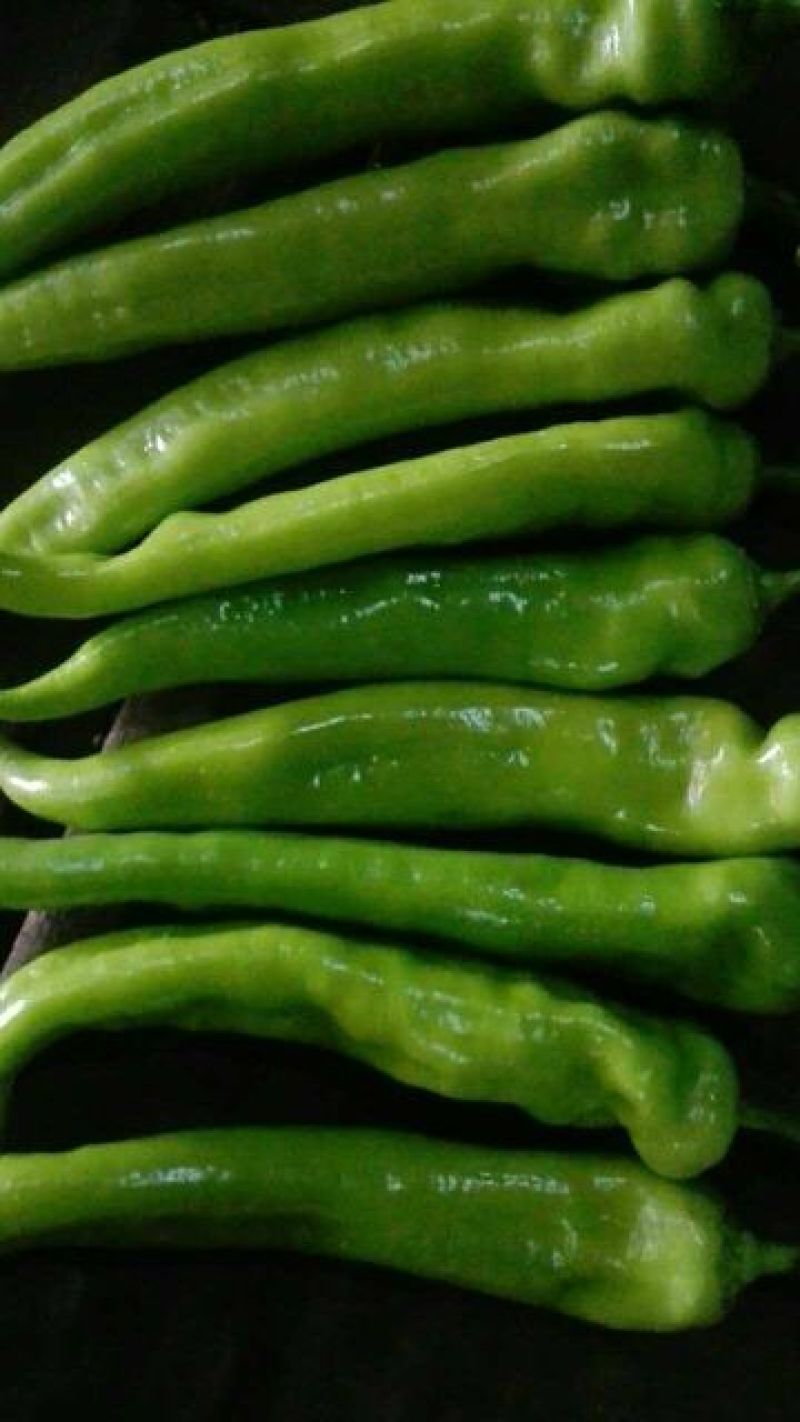 辽宁鞍山鲜辣椒尖椒15~20厘米中辣一手货源诚信经营