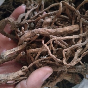 蒲公英根