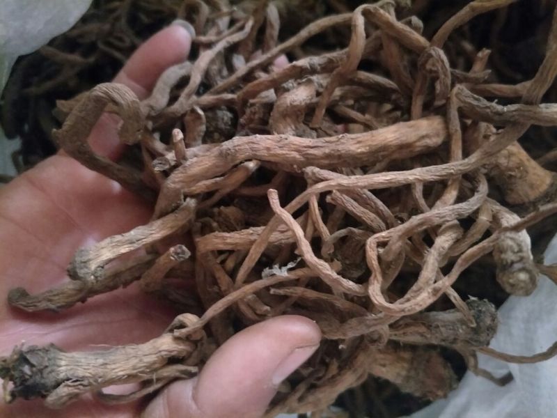 蒲公英根