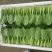 小油菜常年供应，货源充足，信誉第一