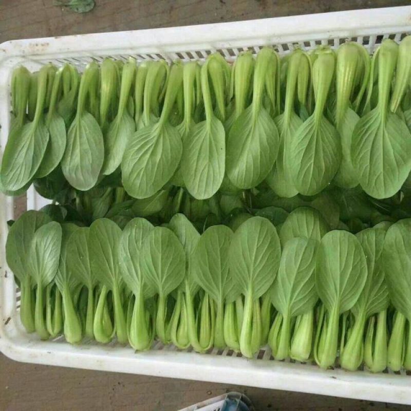 小油菜常年供应，货源充足，信誉第一