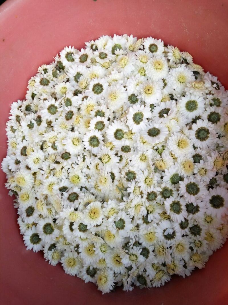杭白菊袋装