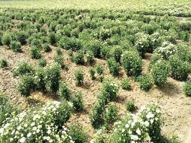 杭白菊散装
