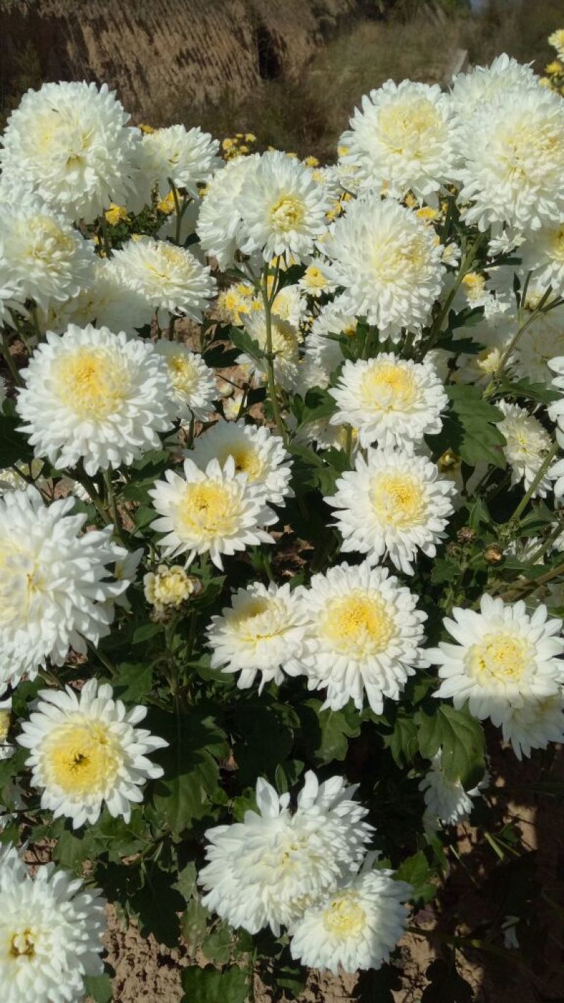 药用菊花亳菊
