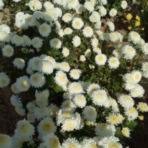 药用菊花亳菊