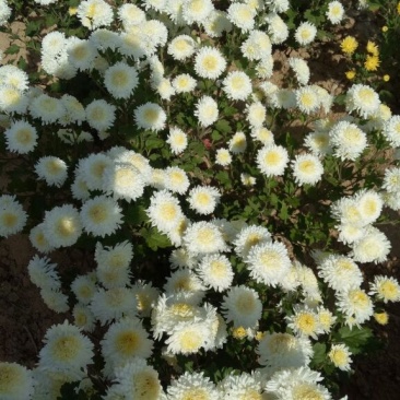 药用菊花亳菊
