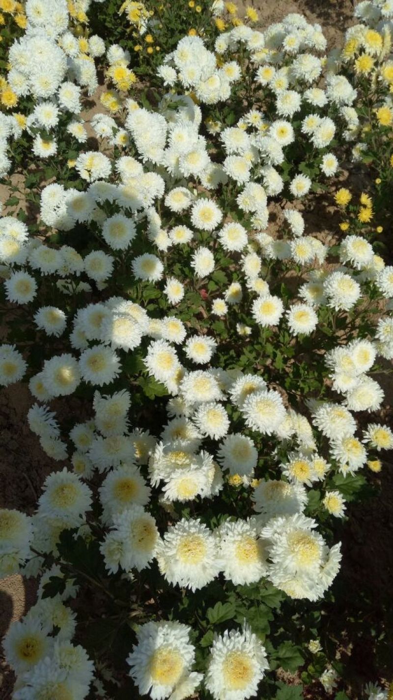 药用菊花亳菊