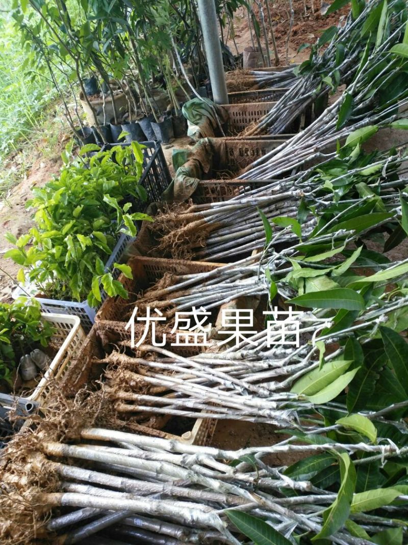 台农芒果正品嫁接苗可视频看货支持线上交易产地直销