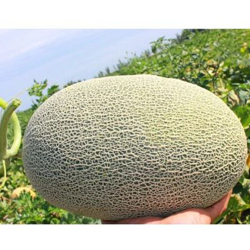 西州蜜瓜5斤以上椭圆形