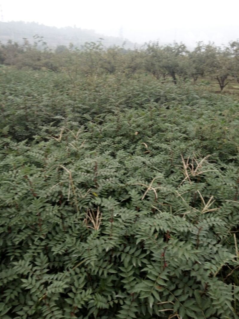 陕西省韩城市大红袍花椒苗1~2年