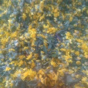 野菊花