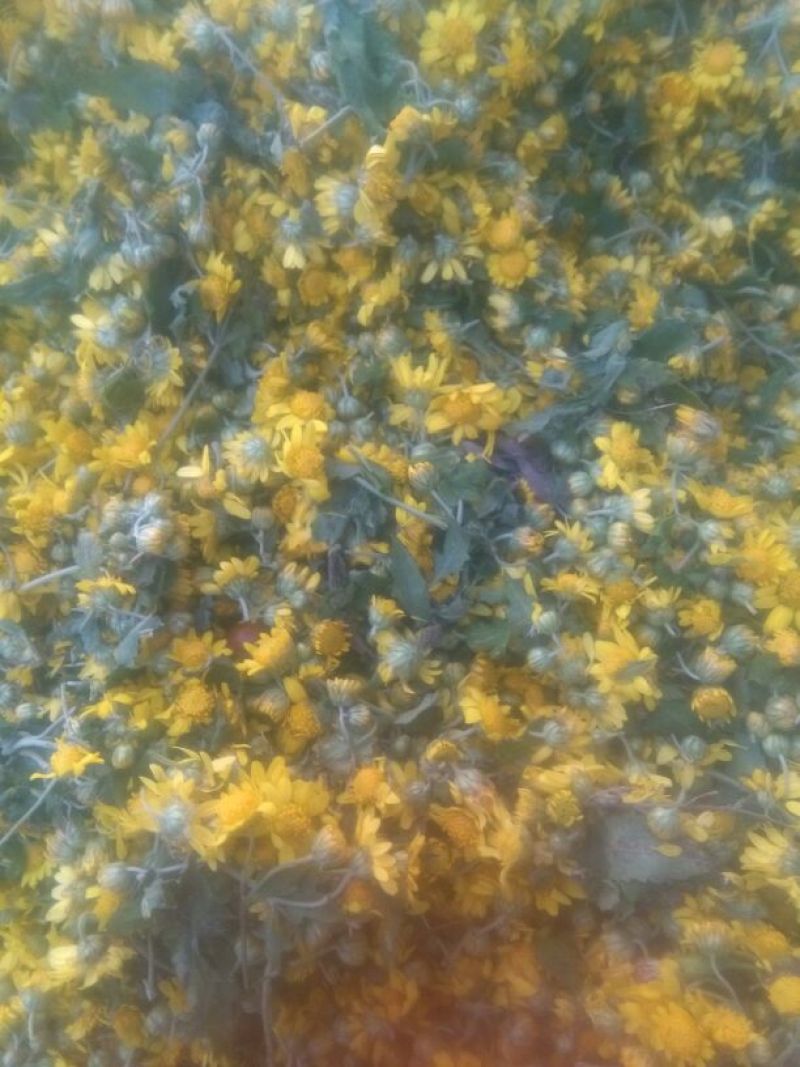 野菊花