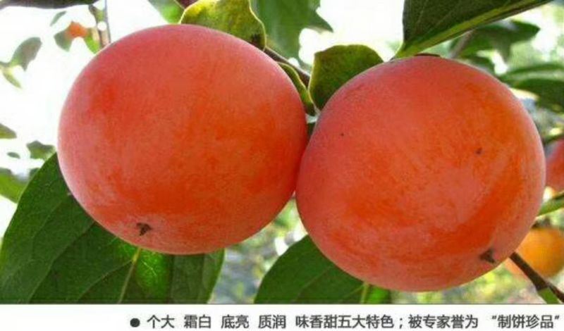 柿饼赠送一斤红富士苹果