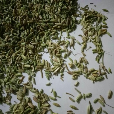 茴香籽