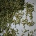 茴香籽