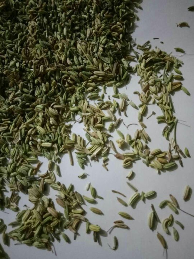 茴香籽