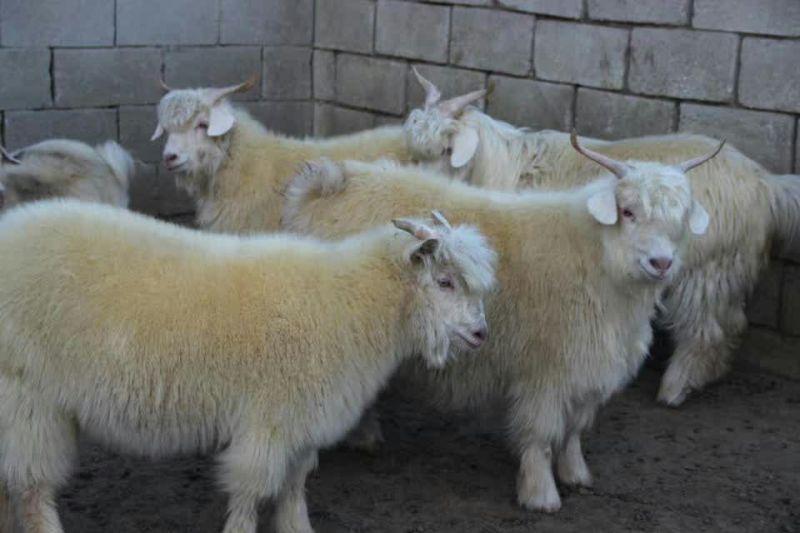 辽宁绒山羊40~50kg