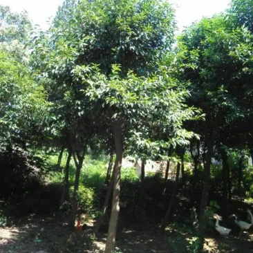 大叶女贞10~12cm