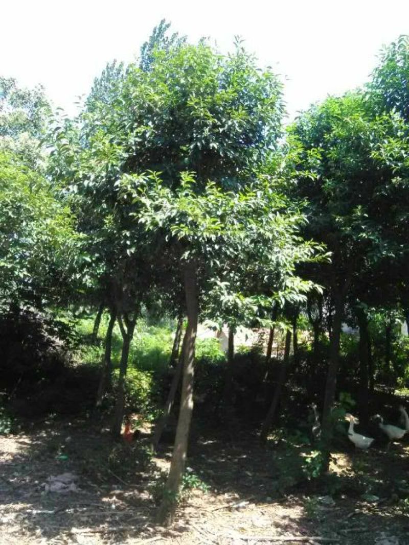 大叶女贞10~12cm