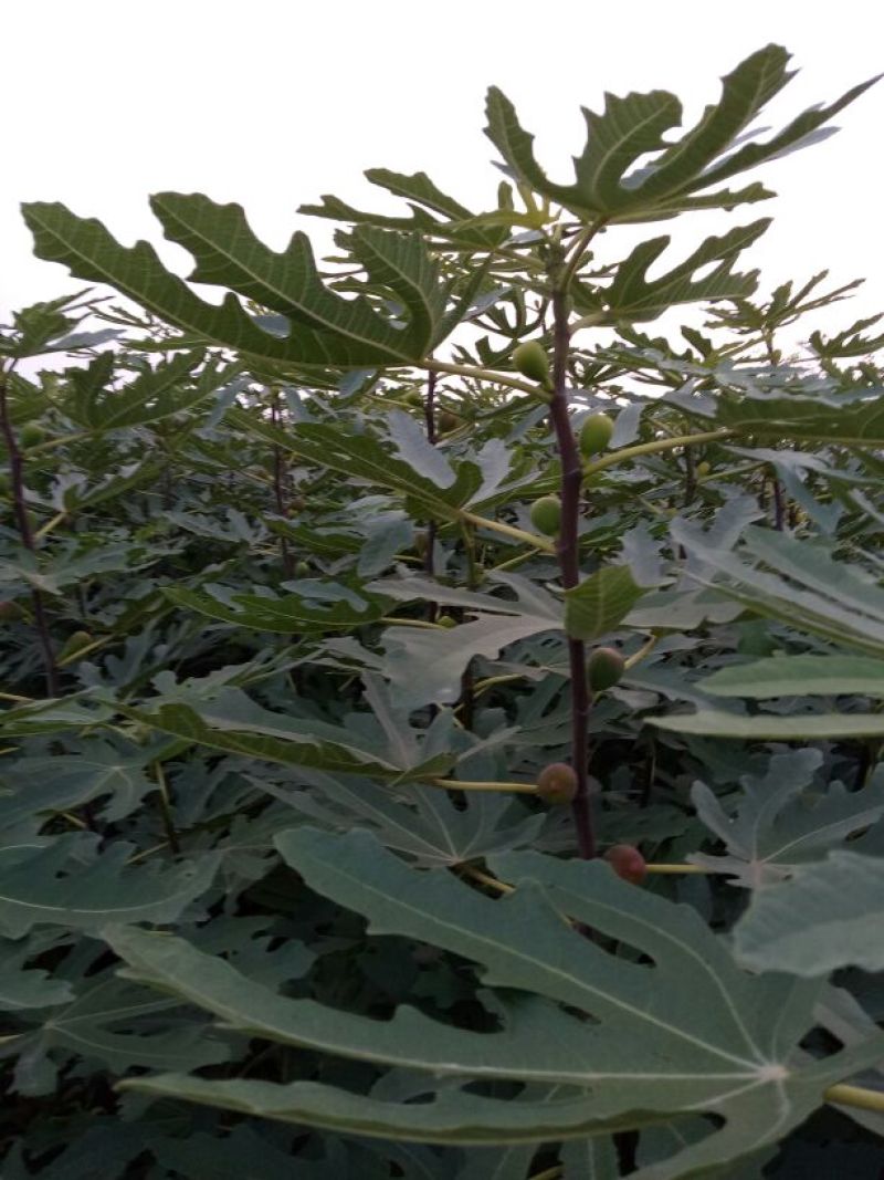 无花果苗，价格优惠保质保量。需要的老板联系，