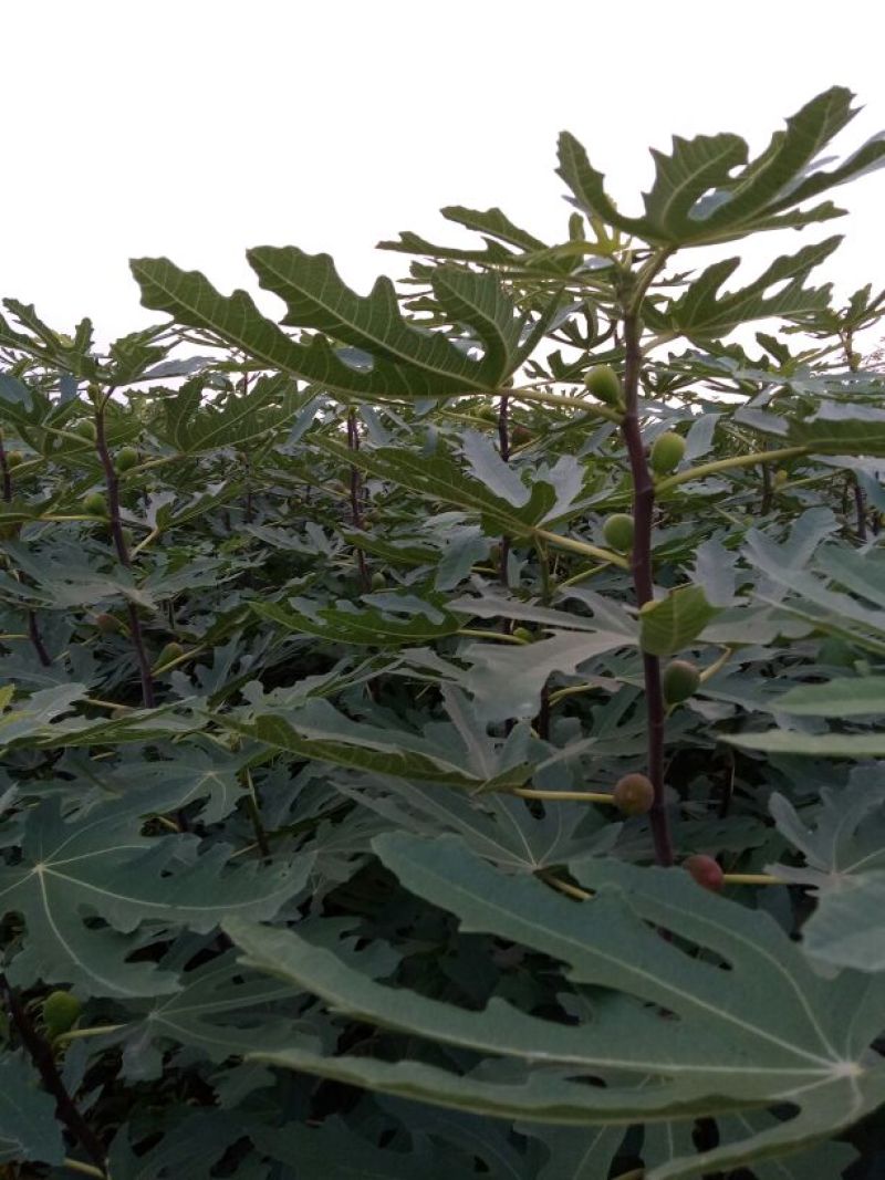 无花果苗，价格优惠保质保量。需要的老板联系，
