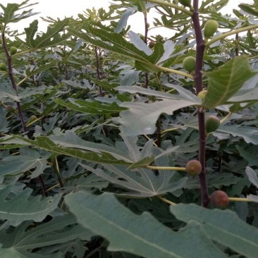 无花果苗，价格优惠保质保量。需要的老板联系，