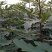 无花果苗，价格优惠保质保量。需要的老板联系，