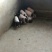 巴马香猪