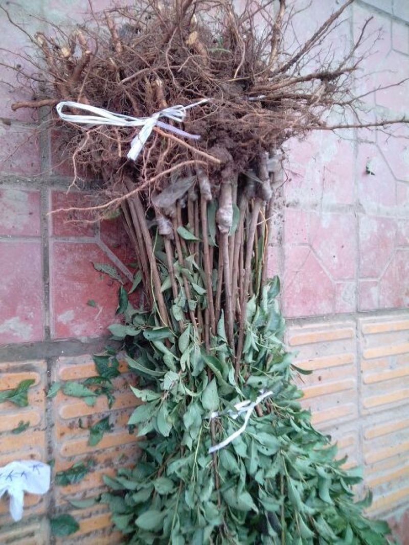 庄氏鑫兴苗木半边红(茵红)李子苗