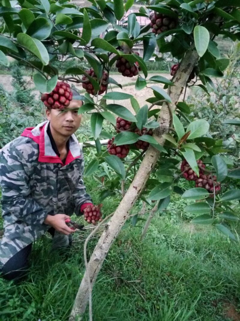 湖南精品杂交少籽布福娜种子，黑老虎种子，原产地直发