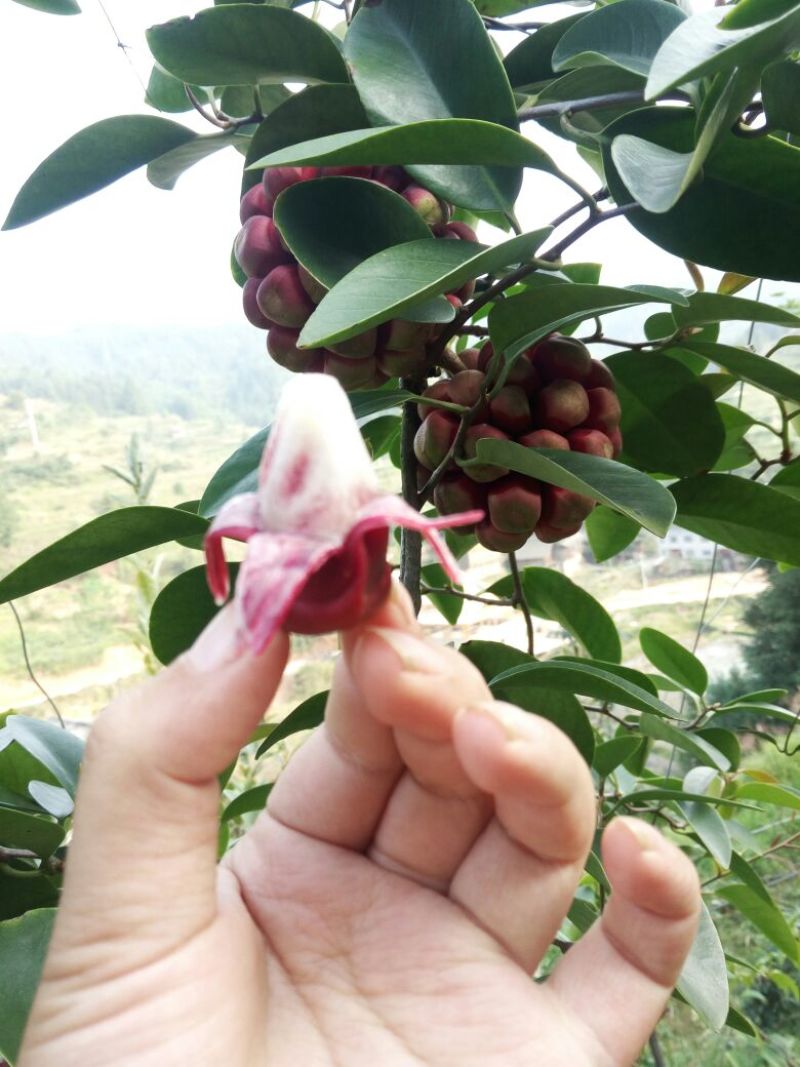 湖南精品杂交少籽布福娜种子，黑老虎种子，原产地直发