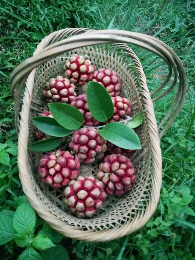 湖南精品杂交少籽布福娜种子，黑老虎种子，原产地直发