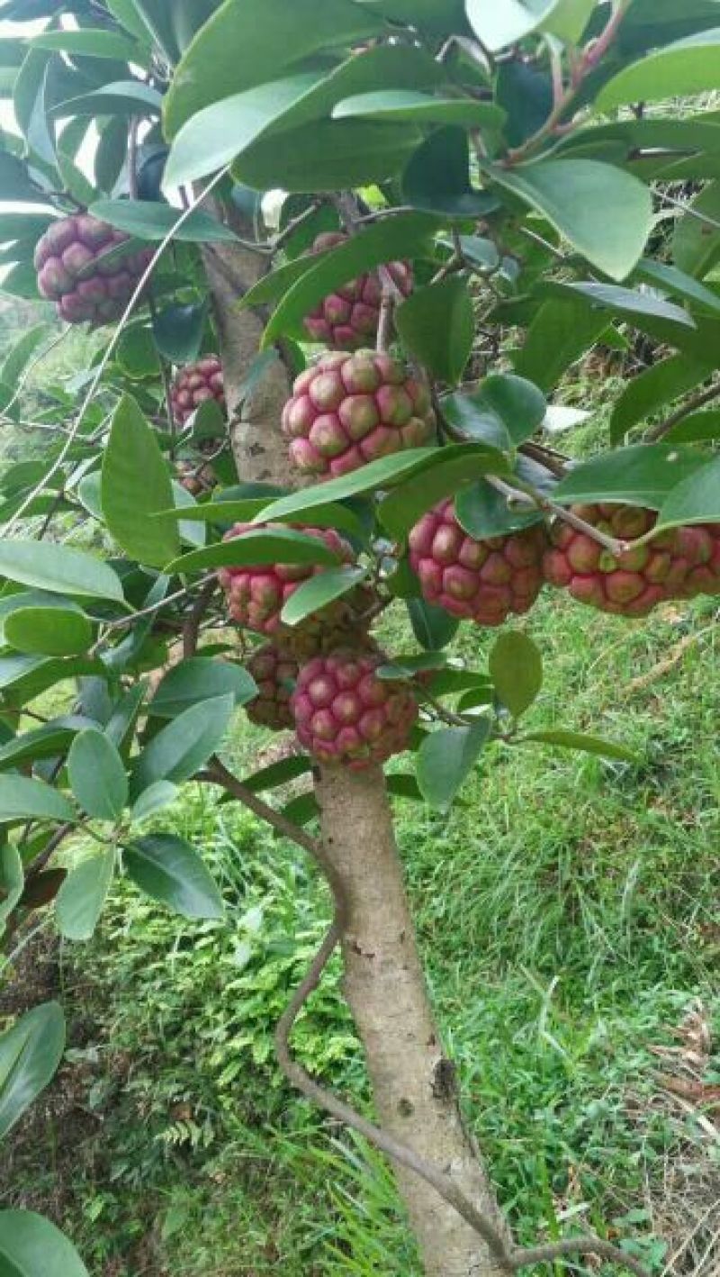 湖南精品杂交少籽布福娜种子，黑老虎种子，原产地直发