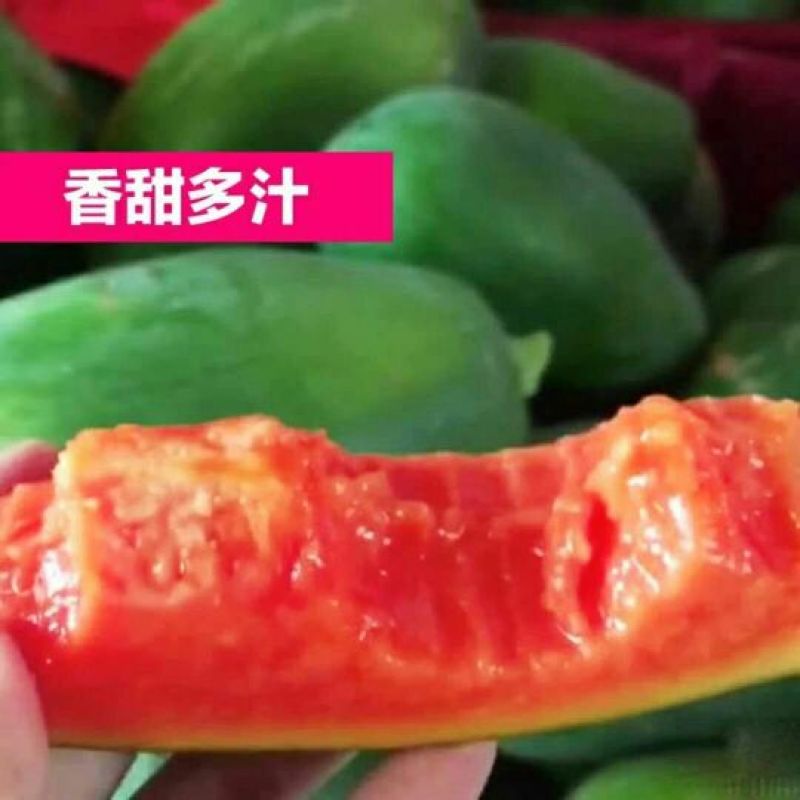 木瓜树苗20~30cm
