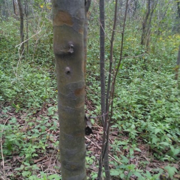 木瓜树111~140cm