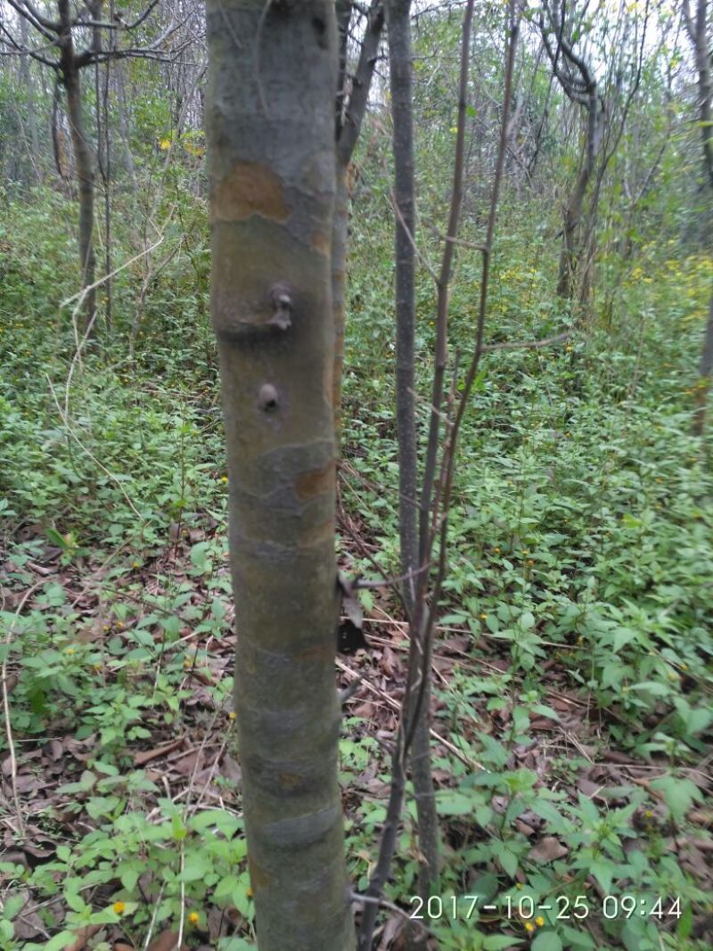 木瓜树111~140cm