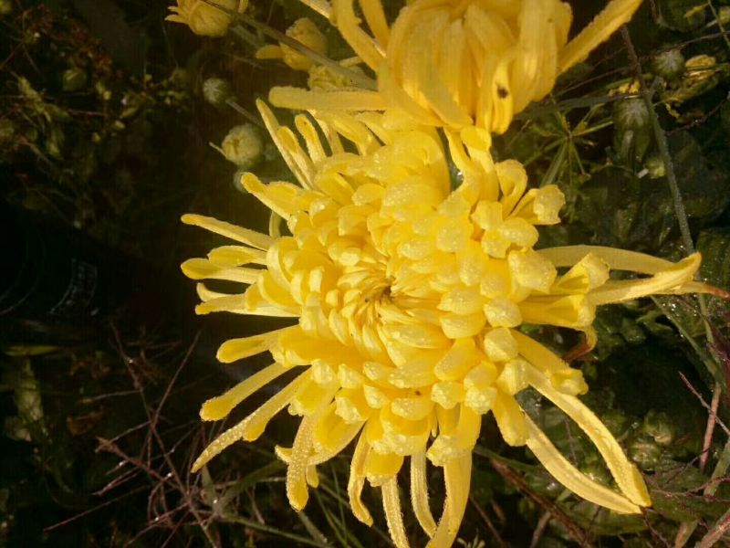 花茶特级