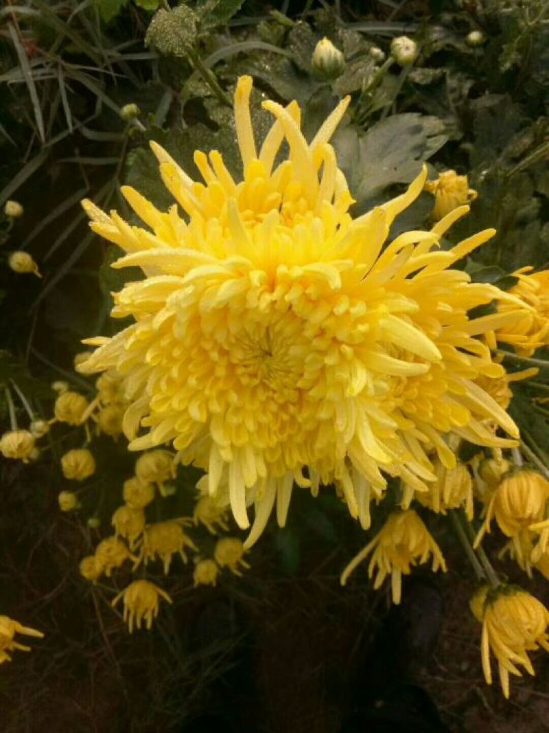 花茶特级