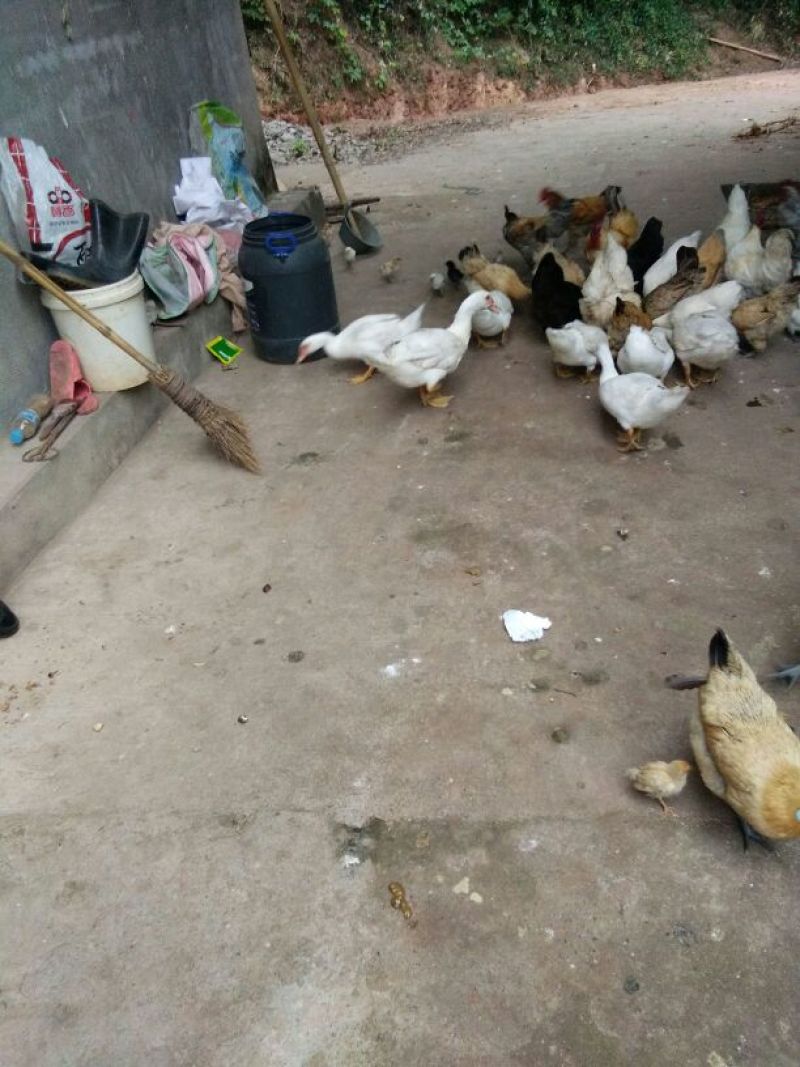 绿壳蛋鸡土鸡