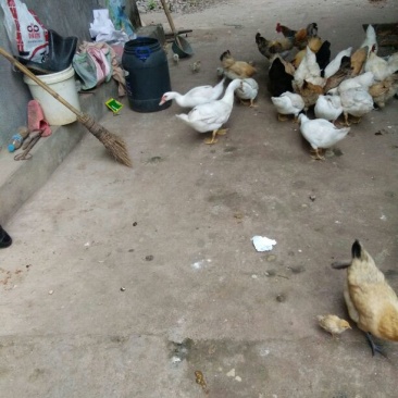 绿壳蛋鸡土鸡