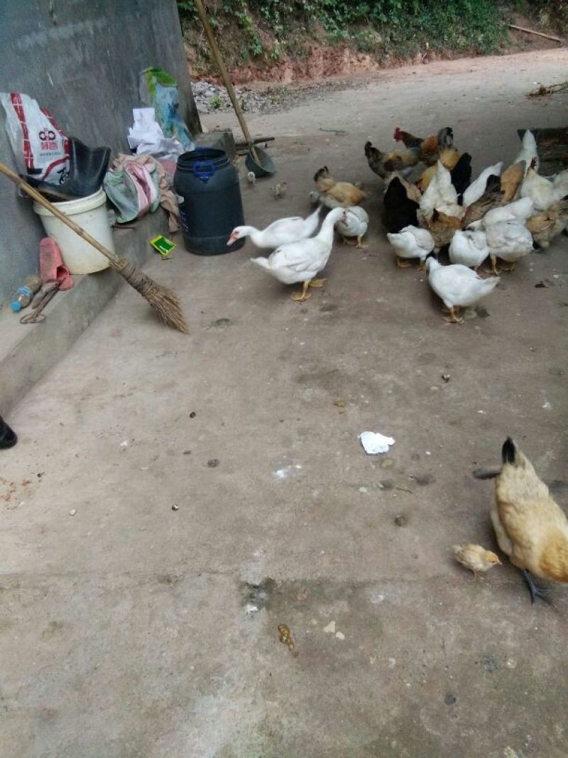 绿壳蛋鸡土鸡