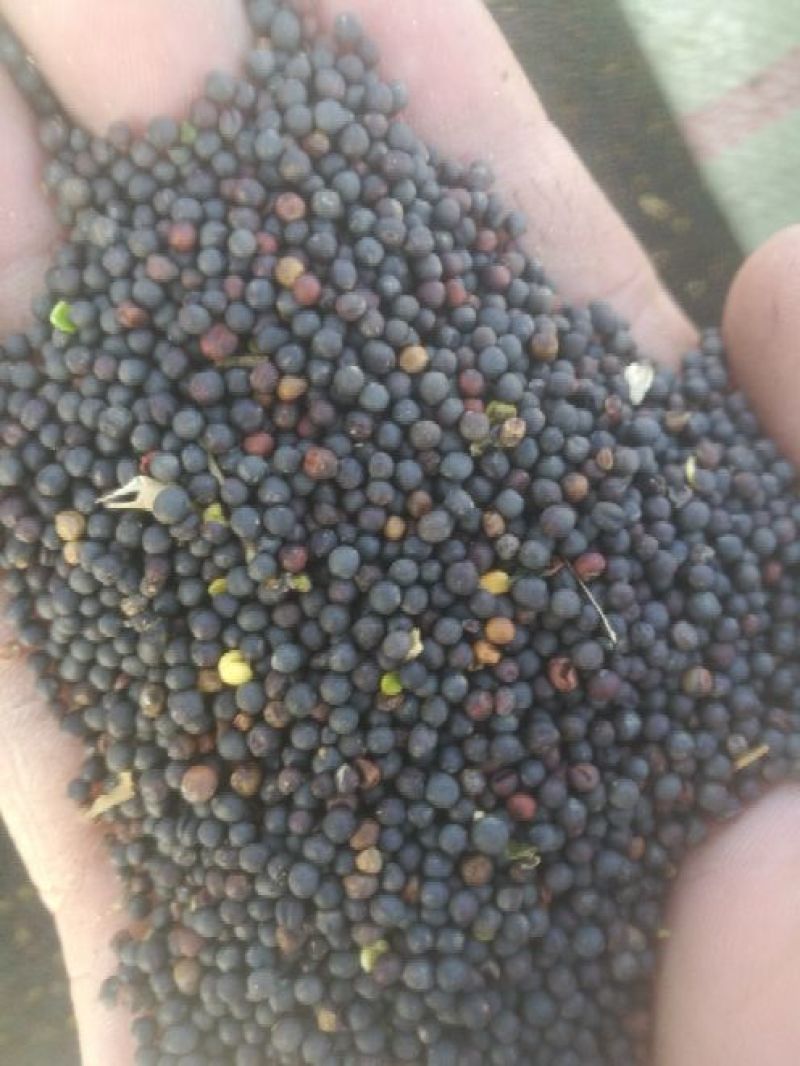 油菜籽1级