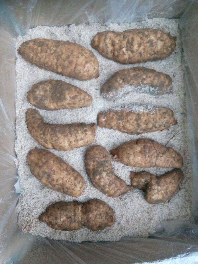 天麻一级