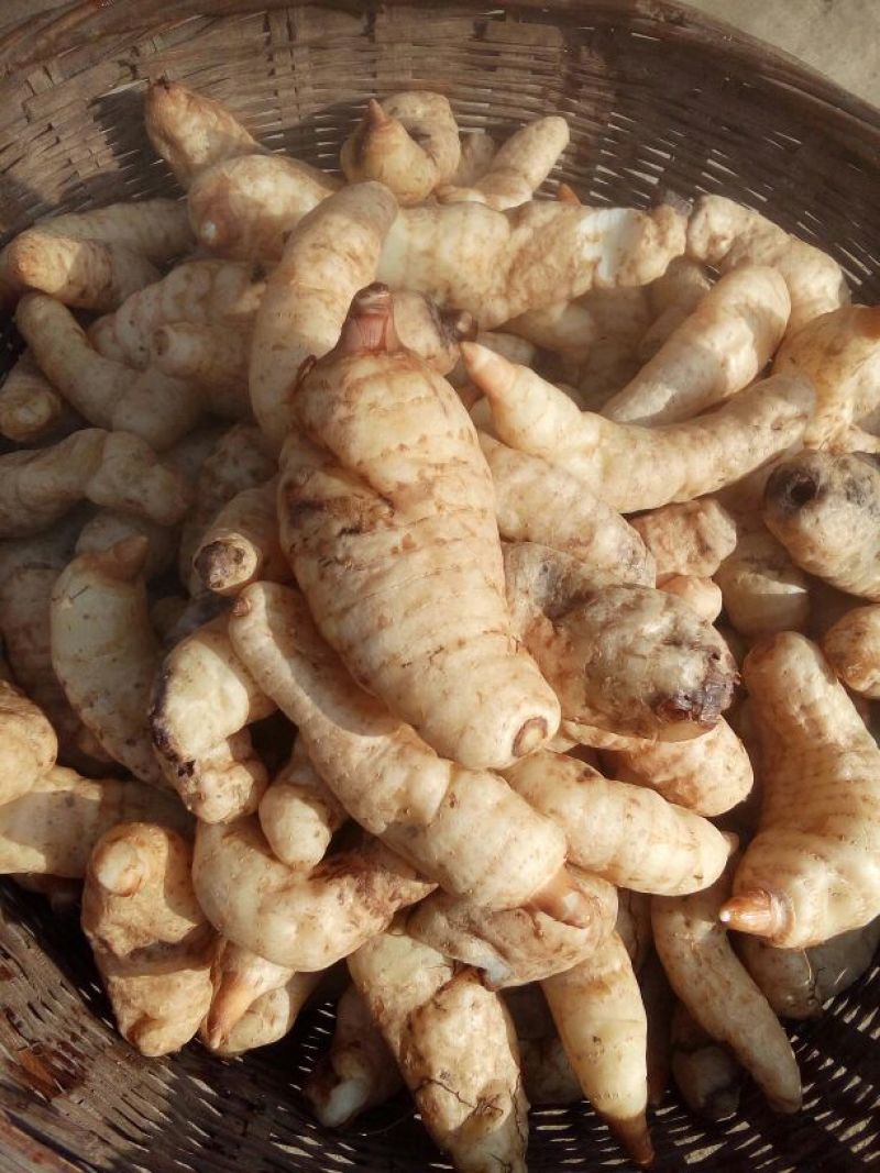 天麻一级