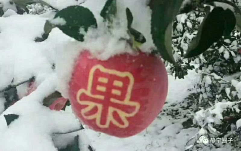红富士苹果75mm以上纸袋