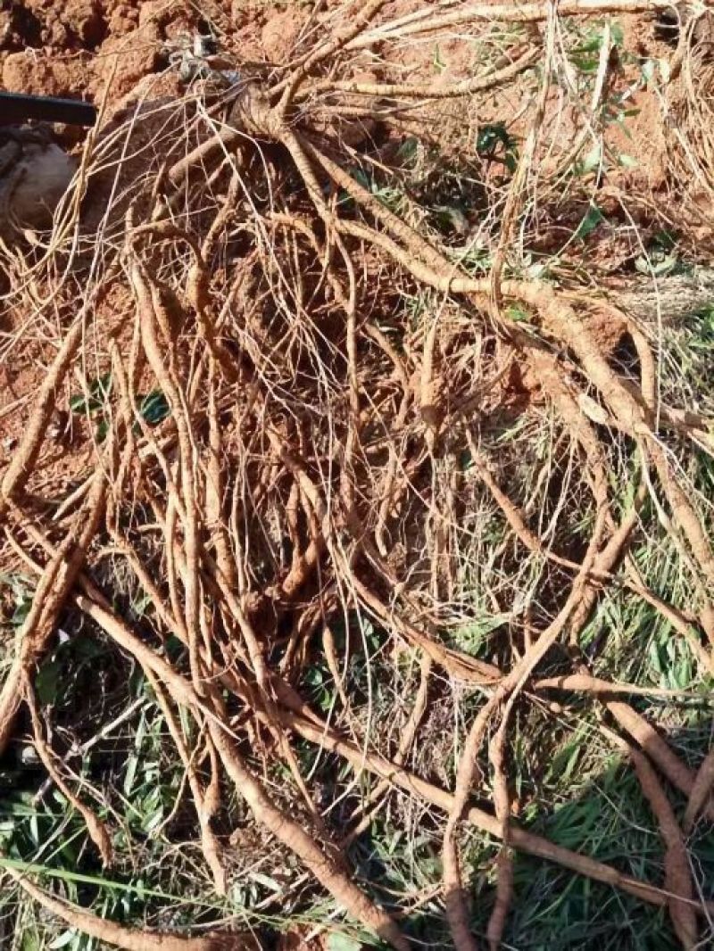 牛大力种苗15~30cm