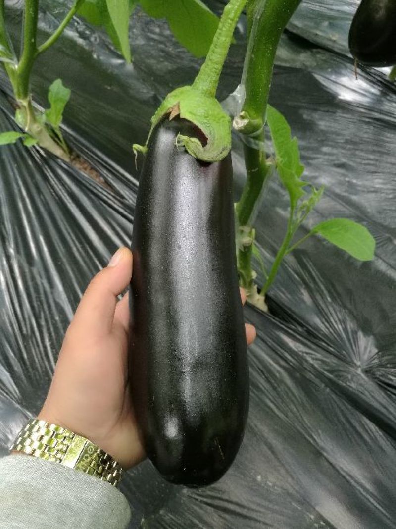765长茄4两以上
